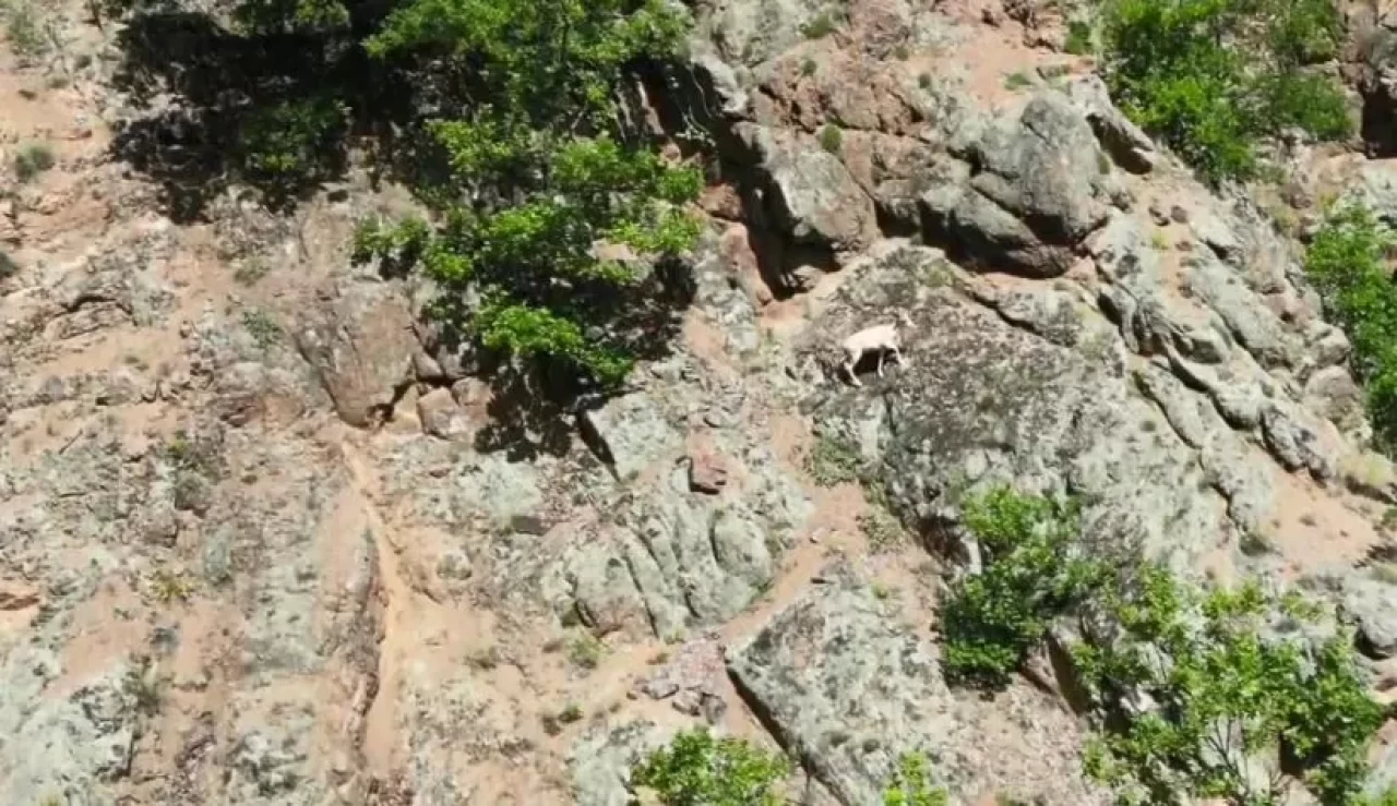 Nadir rastlanılan beyaz dağ keçisi Artvin'de görüntülendi