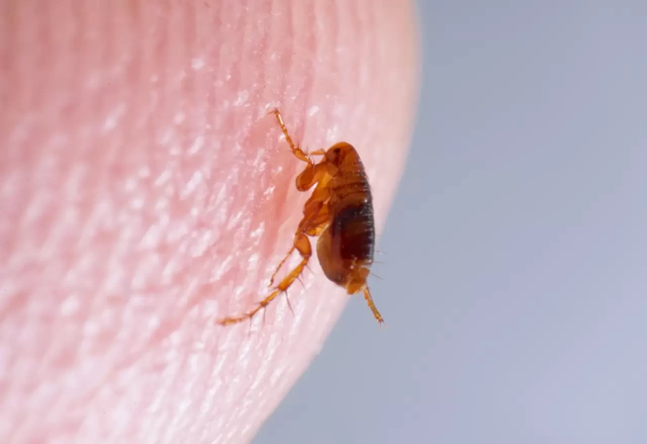Evde neden pire olur, nasıl anlaşılır? Pire istilasına karşı etkili temizlik yöntemleri nelerdir?