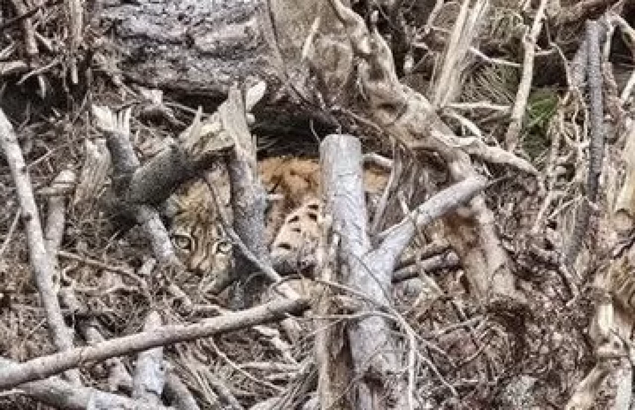 Bolu’da ağaç dalları arasında gizlenen vaşak ve yavruları görüntülendi