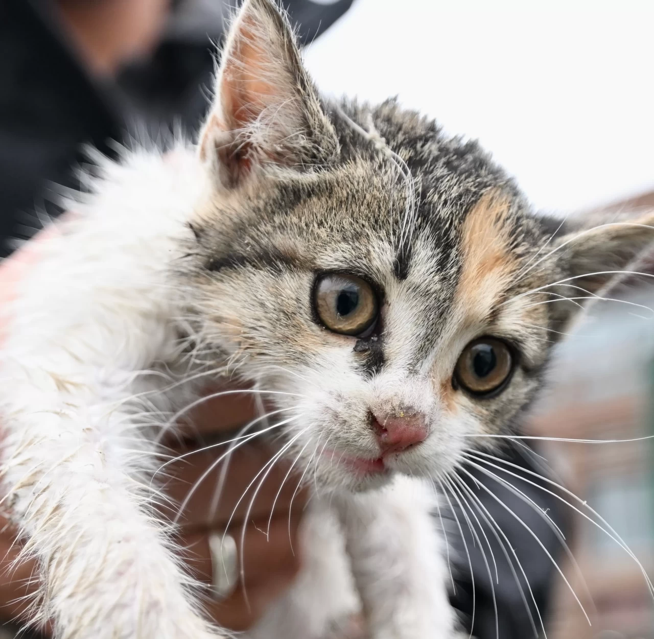 Düzce’de itfaiyenin kurtardığı kedi yavrusu taksici tarafından sahiplenildi