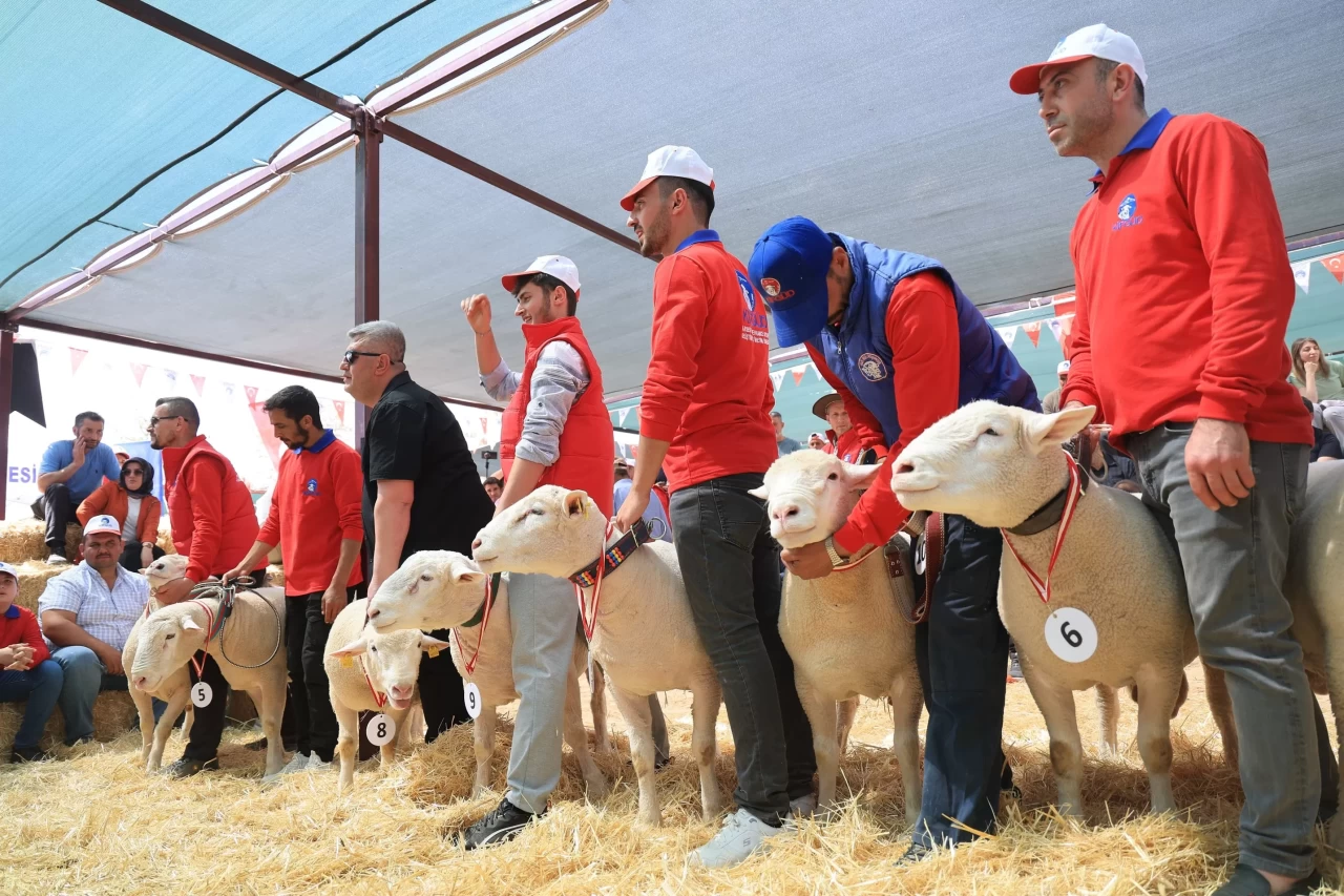 Kayseri'de koyunlar güzellikleri için yarıştılar!