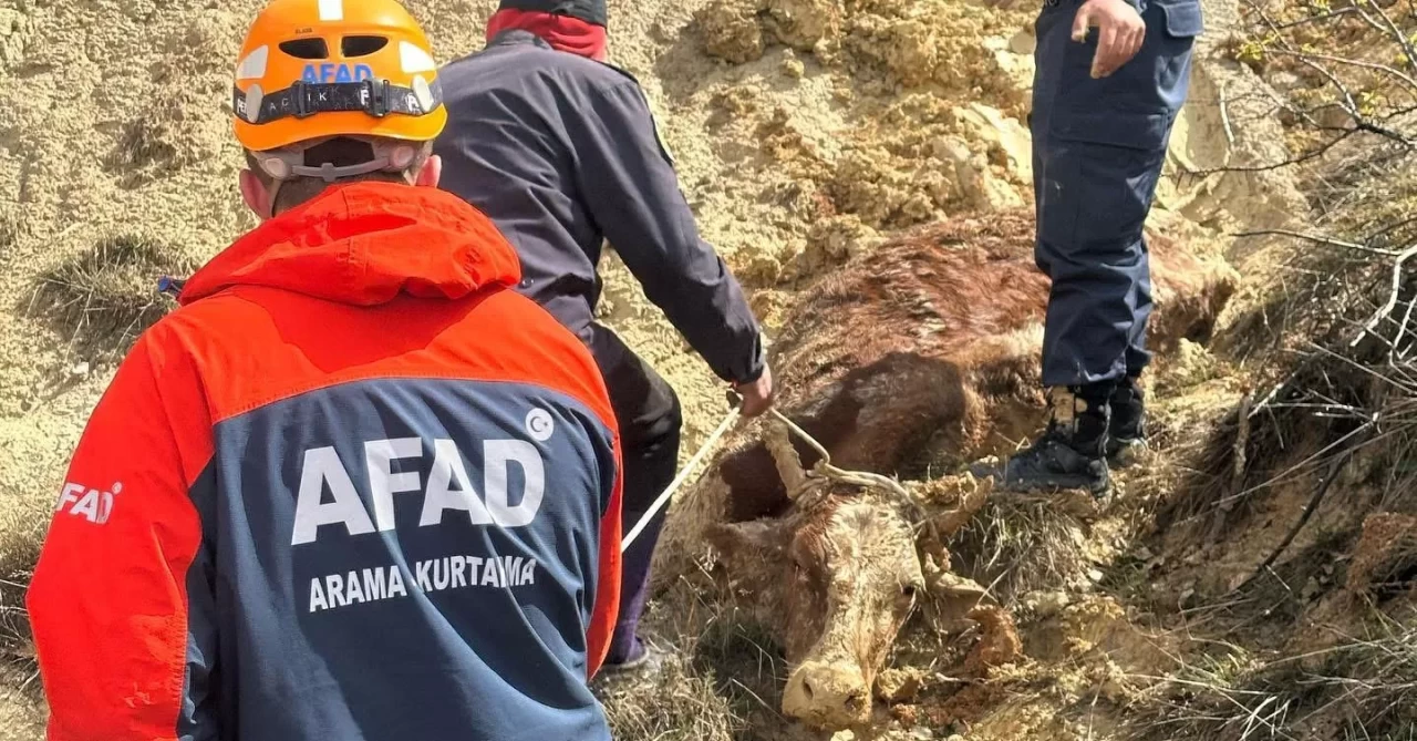 İneğiyle çamura saplandı, AFAD kurtardı