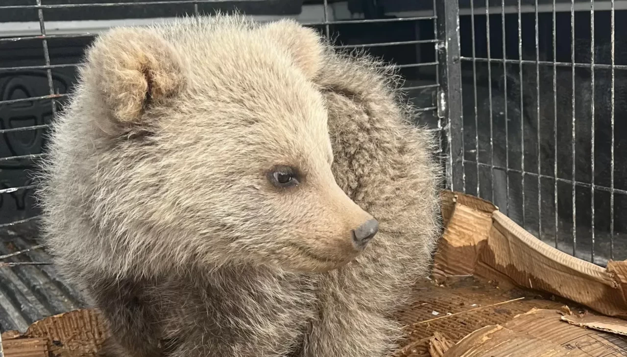 Erzurum'da bulunan bitkin ayı yavrusu tedavi altına alındı