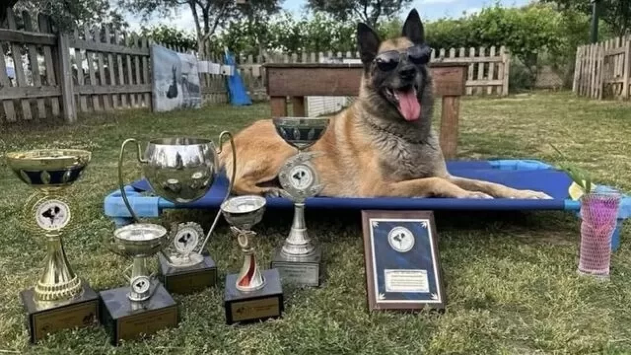 AKUT’un kahraman arama kurtarma köpeği Bob, 12 yaşında vefat etti