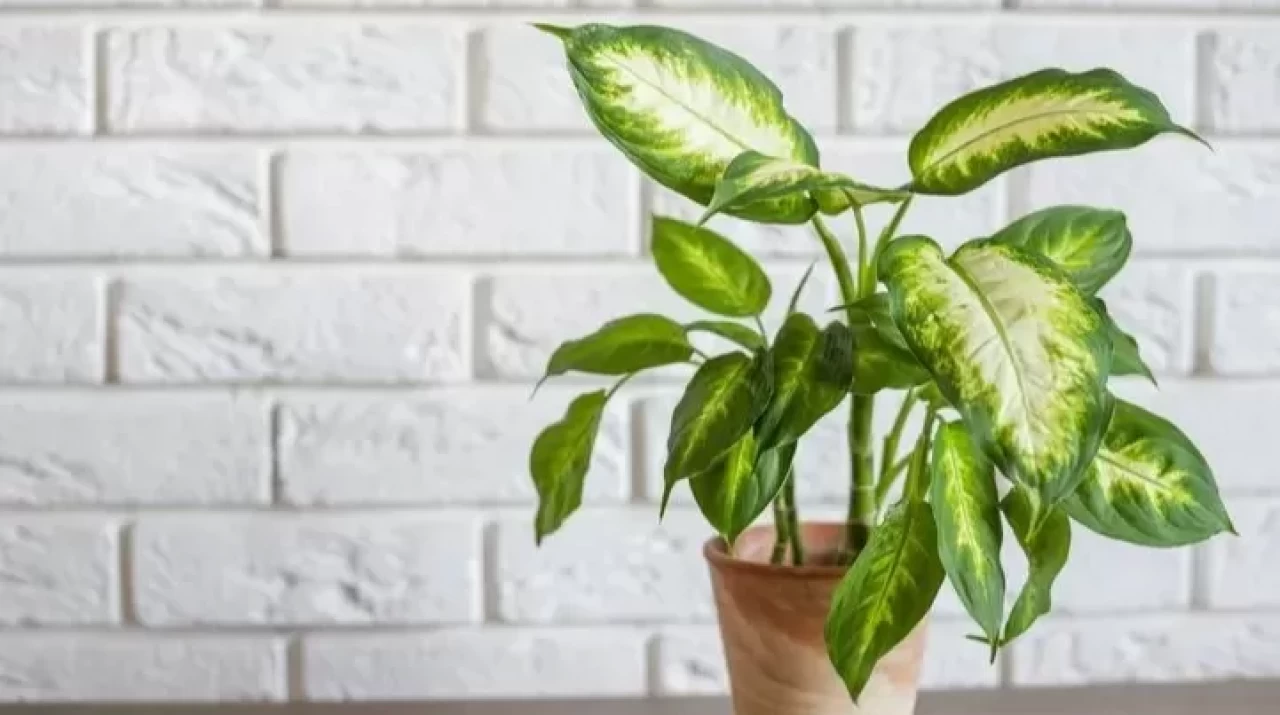 Her evde bulunan bu çiçek zehir saçıyor!