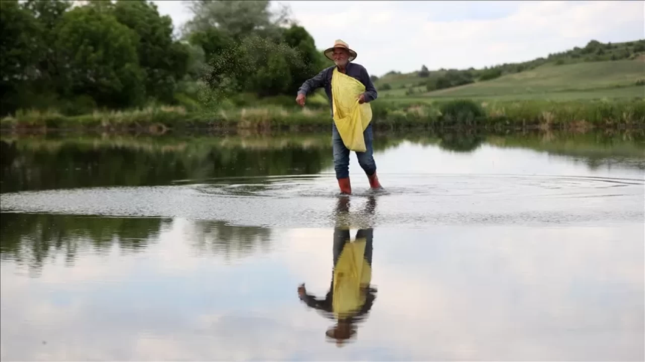 Trakya'nın bereketli topraklarında meşakkatli çeltik mesaisi başladı