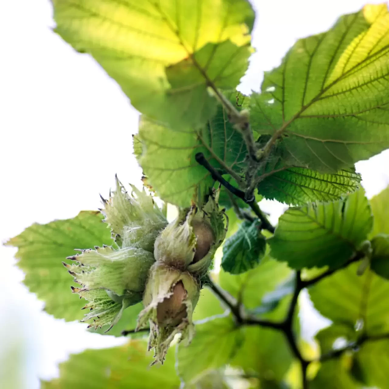 Fındıkta Randıman Neye Göre Değişir? Fındık Randımanını Etkileyen Faktörler