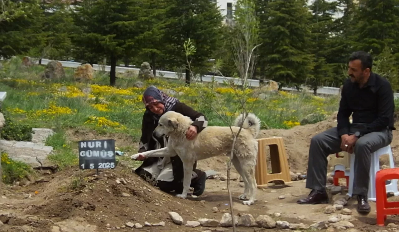 Sahibini kaybeden köpek onun mezarı başından ayrılmıyor