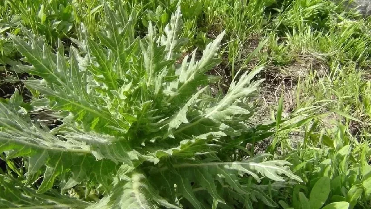 Doğal şifa sanılıyor ama sessiz katil! Bu bitki karaciğer yetmezliği yapıyor!