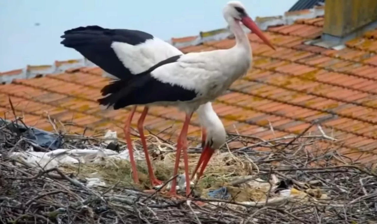 Yaren leyleğin 2 yavrusu yumurtadan çıktı, 2 yavru yolda