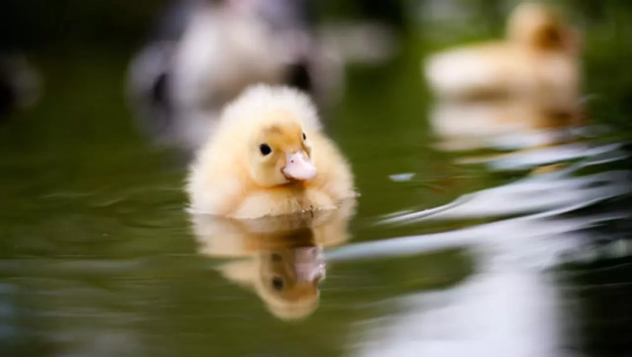 Ördek Yavrusu İsmi Nedir? Ördek Yavrusuna Ne Denir?