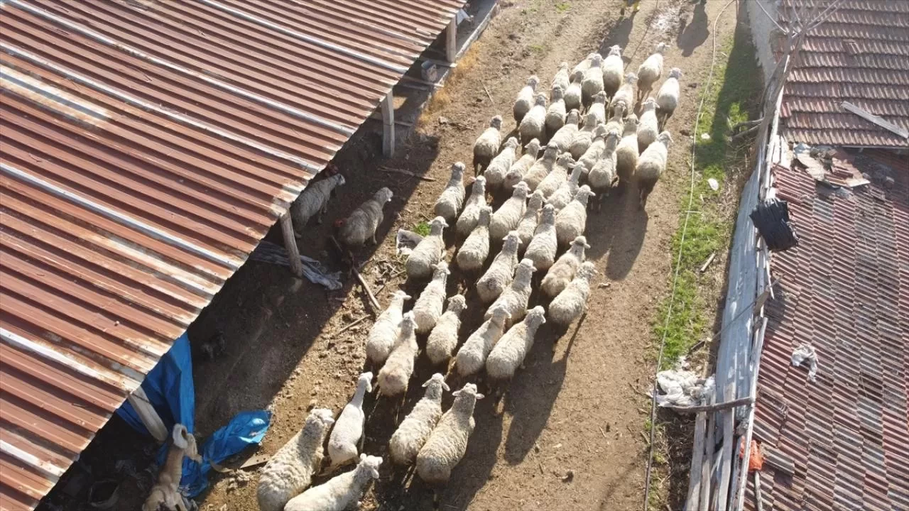 Küçükbaş üreticilerine 3,9 milyar liralık destek hesaplarda!