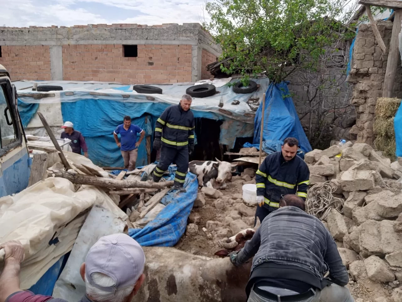 Merzifon'da ahır çöktü: 2 büyükbaş hayvan kurtarıldı