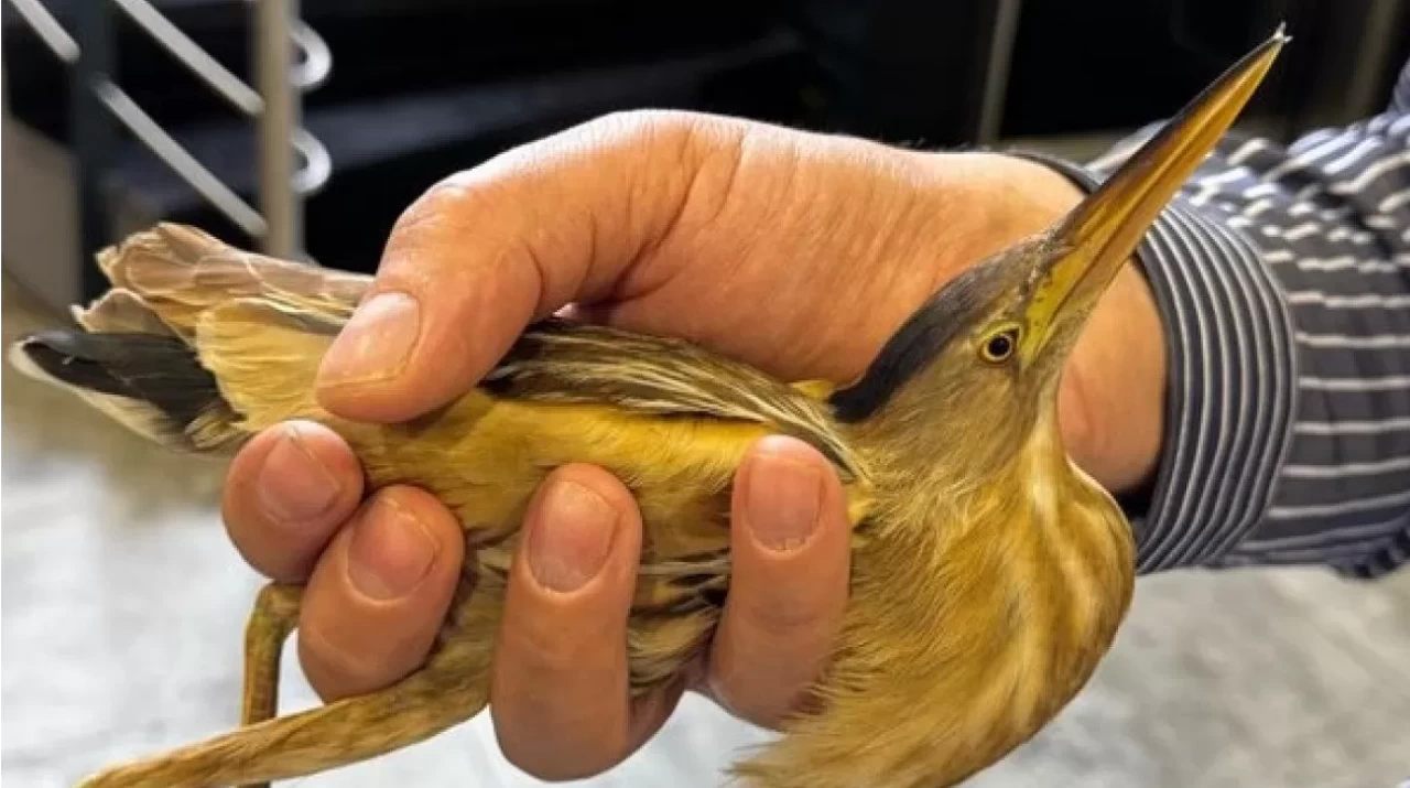 Kayseri'de nesli tükenmekte olan balaban kuşu bulundu