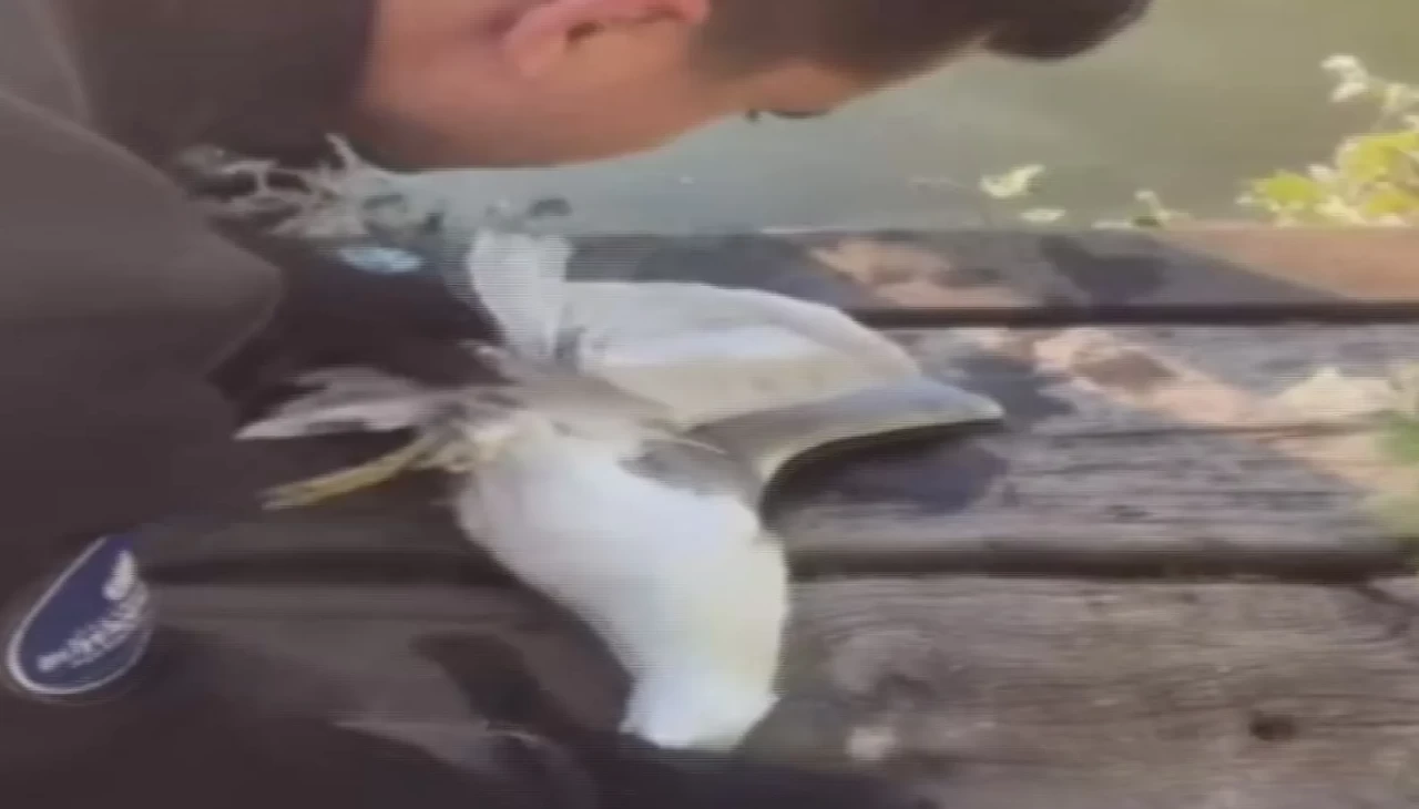 Bakırköy'de kanadına dolanan ip nedeniyle gölette mahsur kalan martı kurtarıldı