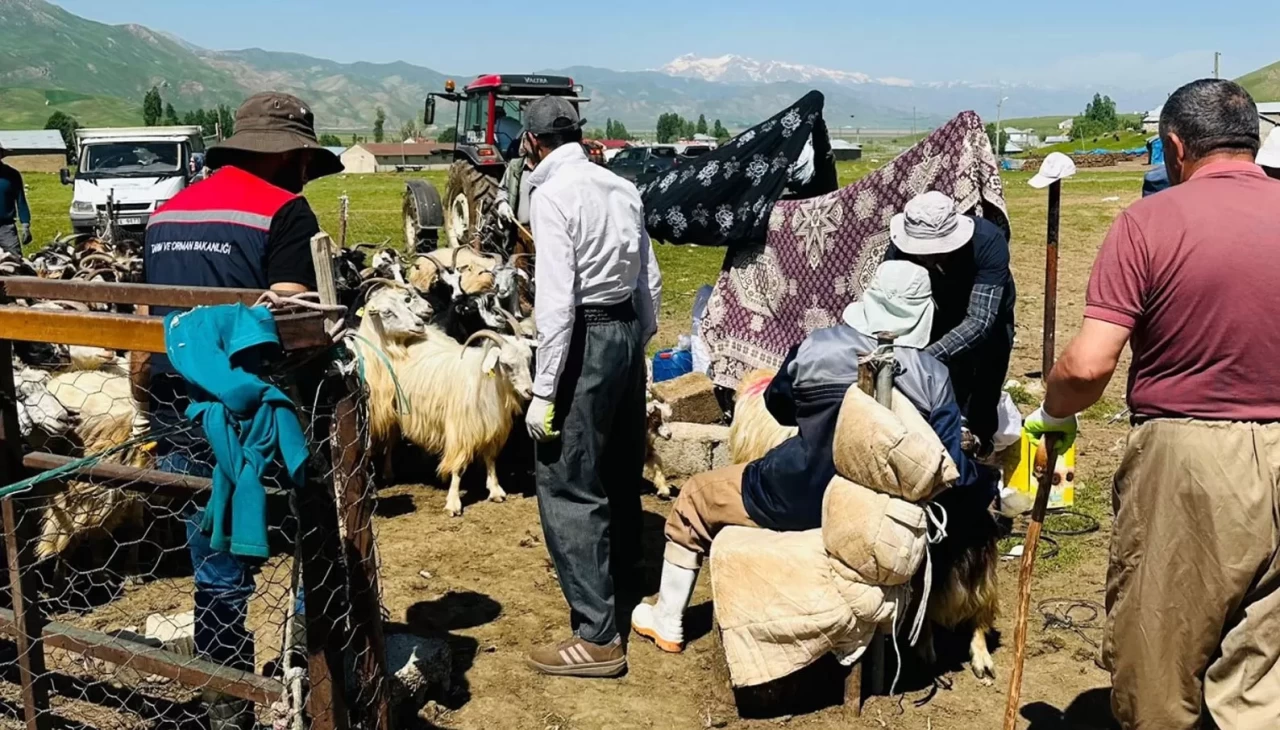 Şap alarmı! Yüksekova’da hayvanlar için aşı seferberliği