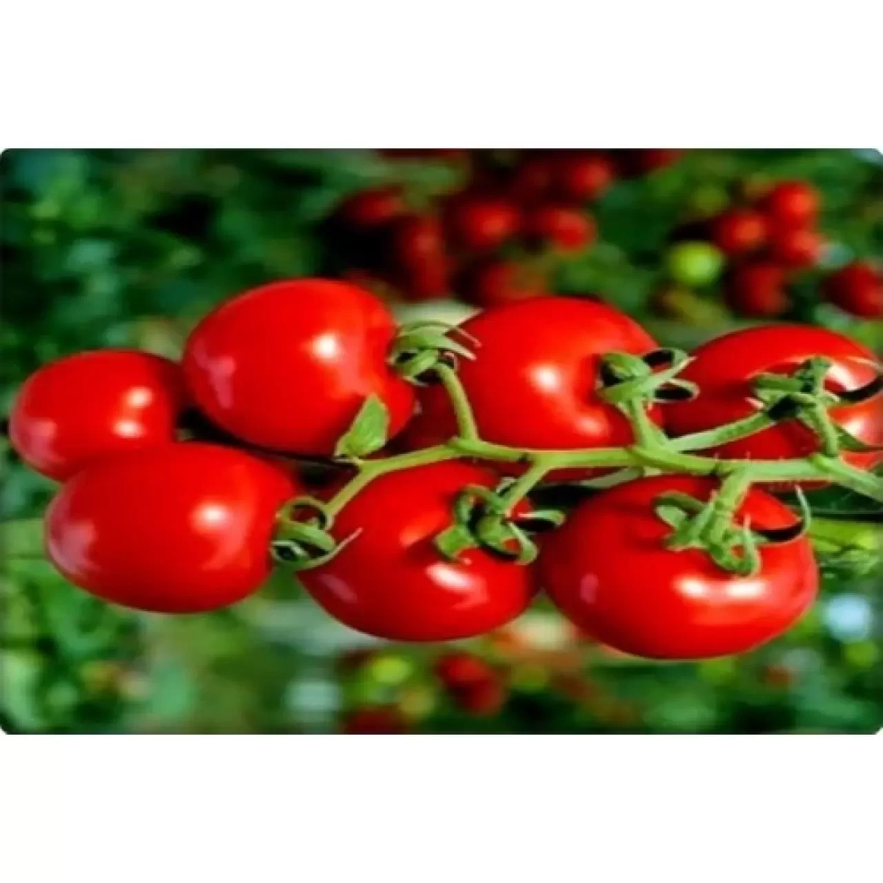 Domates Alerji Yapar mı? Belirtileri Nelerdir, Kimlerde Görülür?