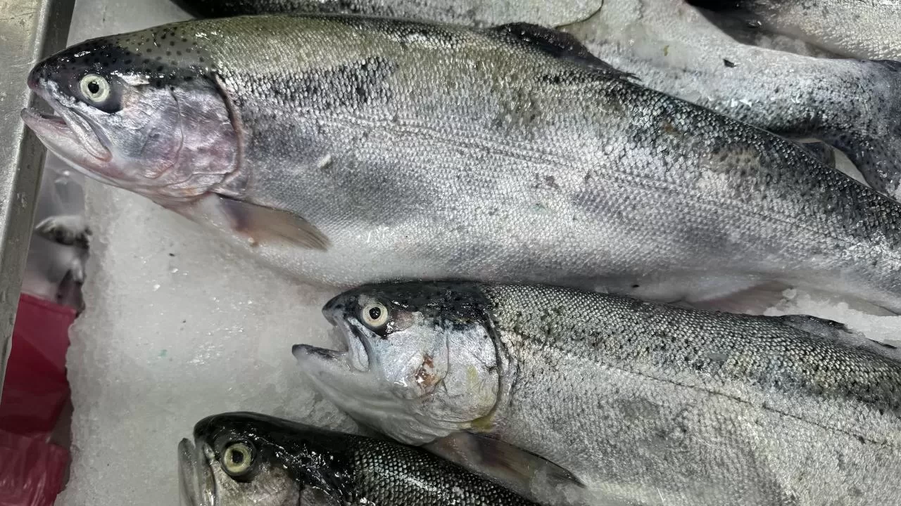 Doğu Karadeniz'in somon ihracatı 35,8 milyon doları aştı