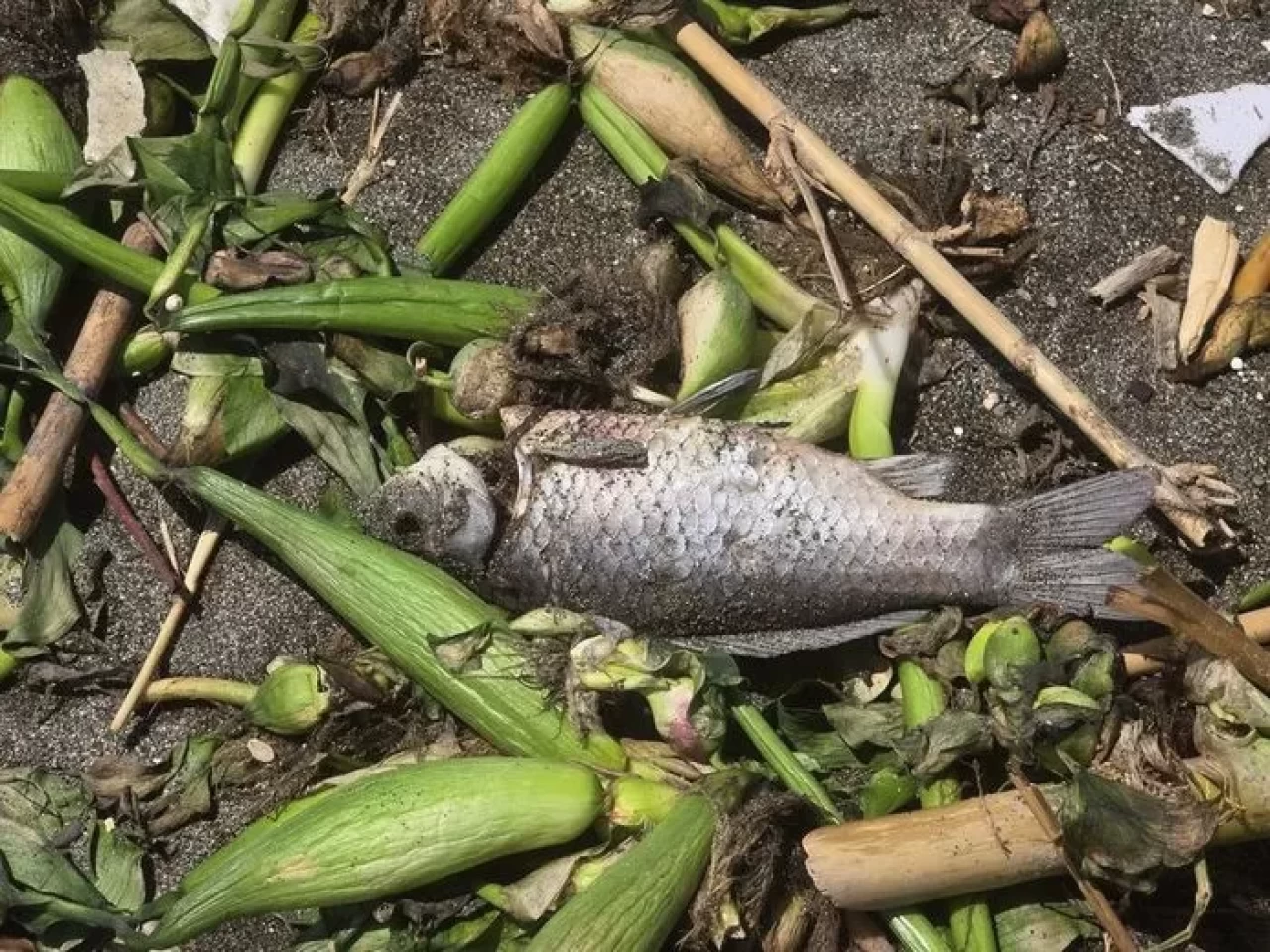 Hatay’da Asi Nehri’nden Akdeniz’e kadar ölü balıklar sahile vurdu