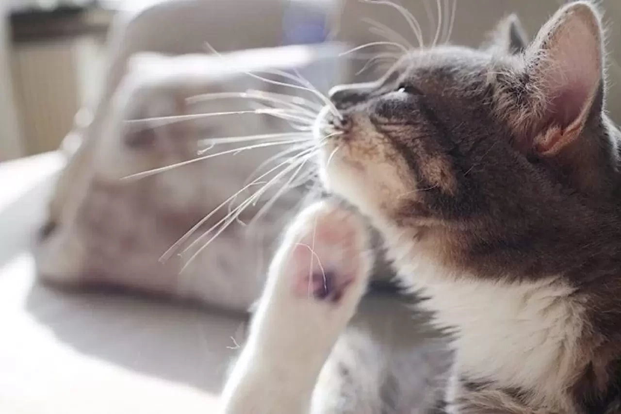 Kedilerde Pire Neden Olur? Belirtileri Nelerdir?