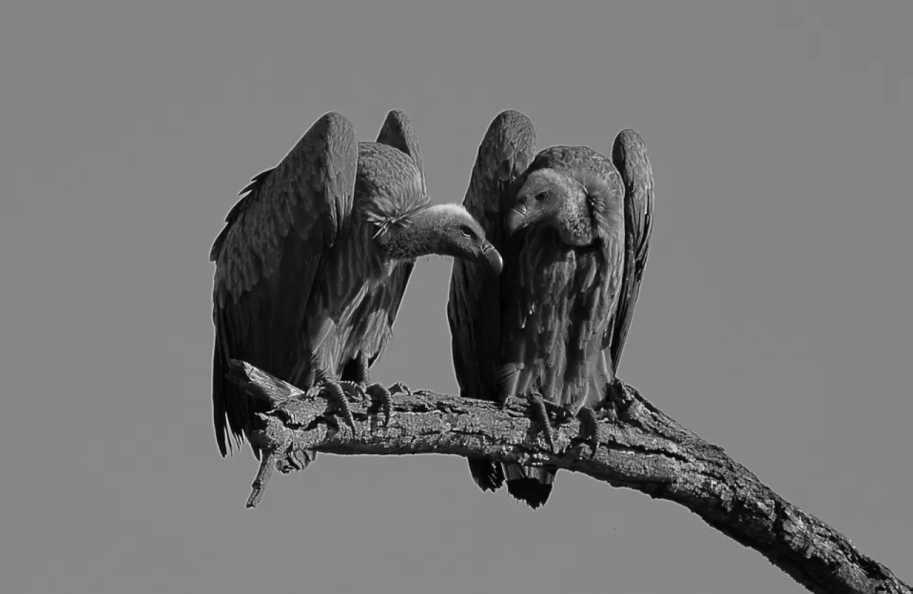 Güney Afrika'da avcılar 123 akbabanın ölümüne sebep oldu