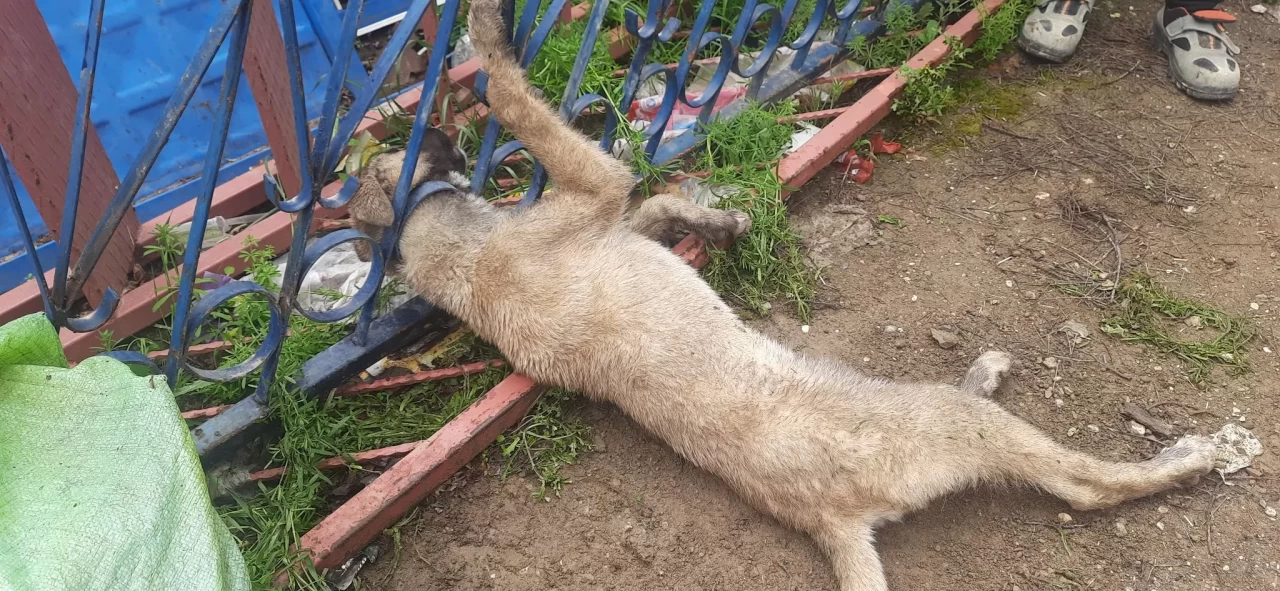 Demir korkuluklara sıkışan köpeği itfaiye ekipleri kurtardı