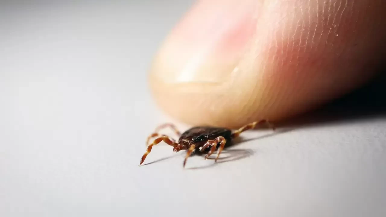 Kurban Bayramı öncesinde kene riskine dikkat edilmesi uyarısı