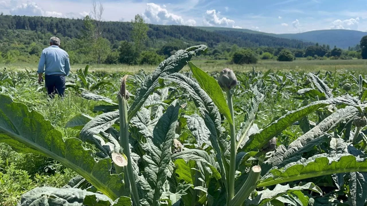 Bursa'da dünyaca ünlü enginarı hırsızlar hasat etti