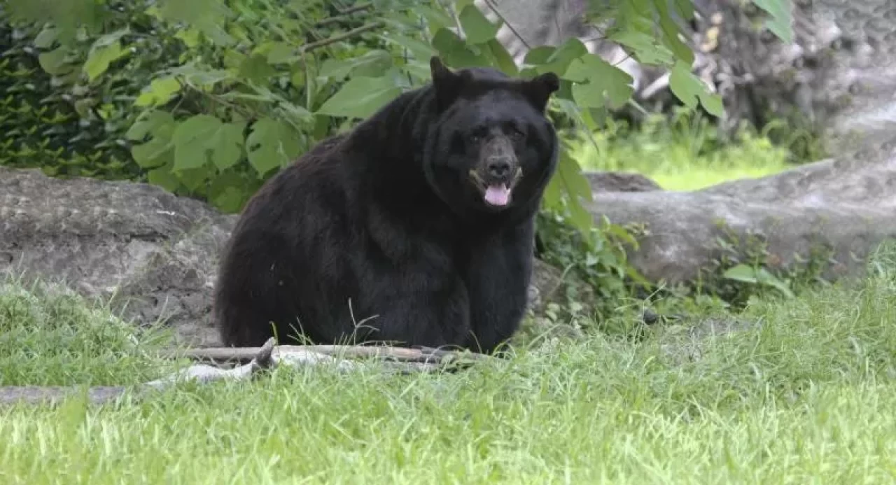 Florida'da ayı saldırısına uğrayan adam öldü