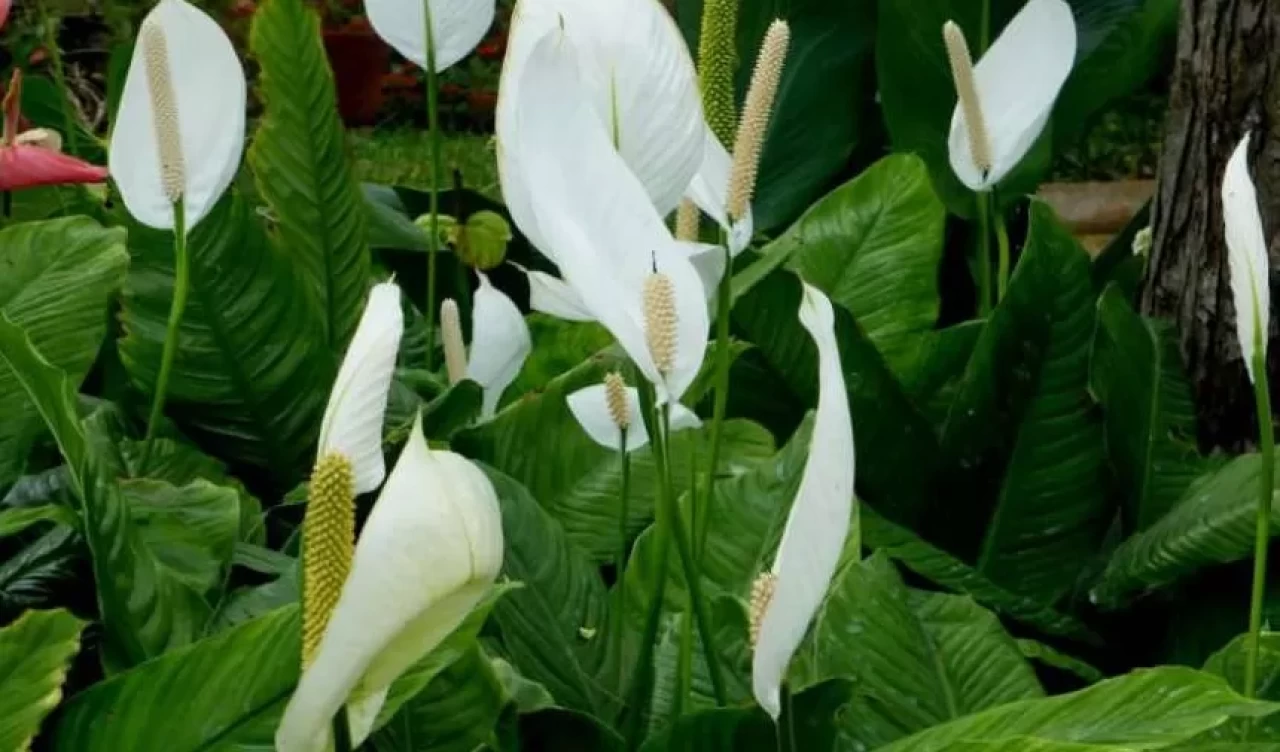 Hava temizleyen şık bitkilerle evinizin enerjisini yükseltin