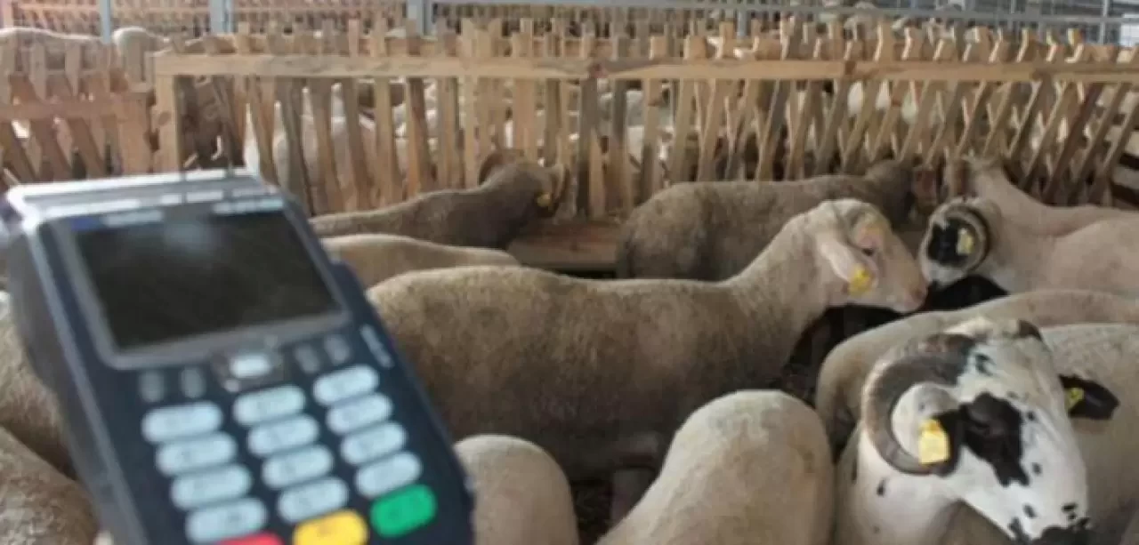 Kredi Kartı ile Kurban Alınır mı? Diyanet'ten Açıklama