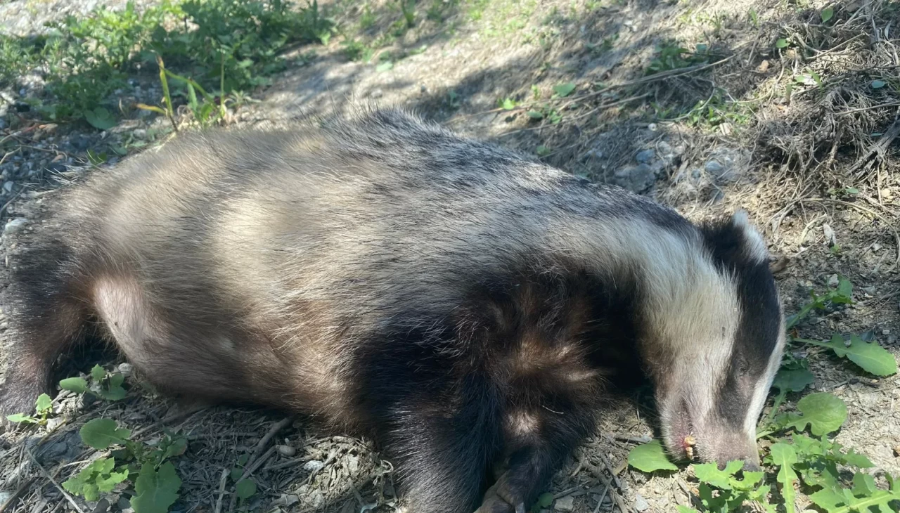 Nesli tükenme tehlikesi altında olan Avrupa porsuğu ölü bulundu