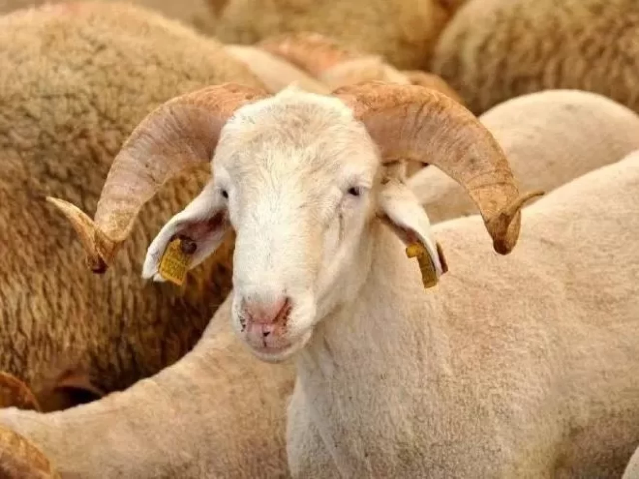 Kurban keserken okunacak dualar neledir? Kurban kesimi duası