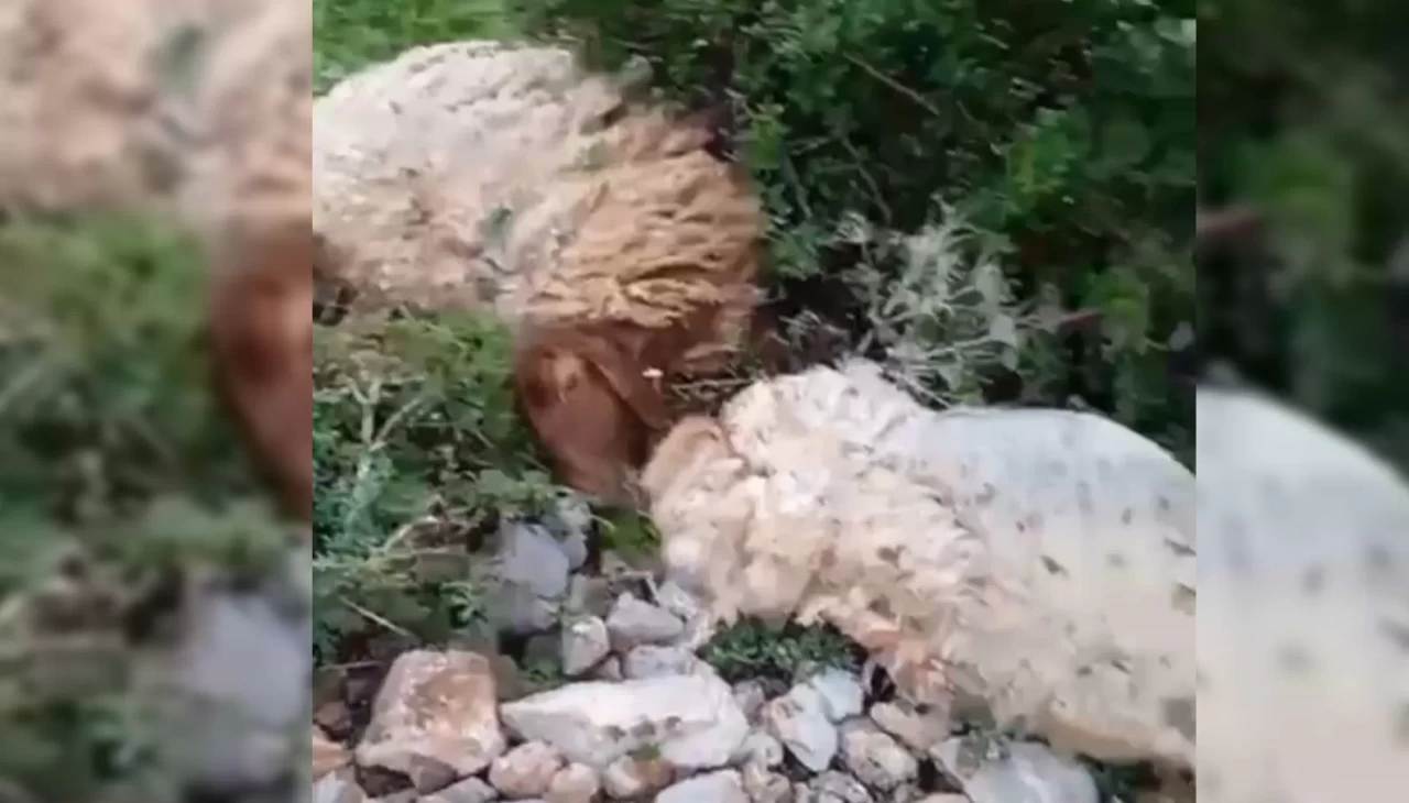 Yüksekova’da sürünün üzerine yıldırım düştü: Hayvanlar telef oldu