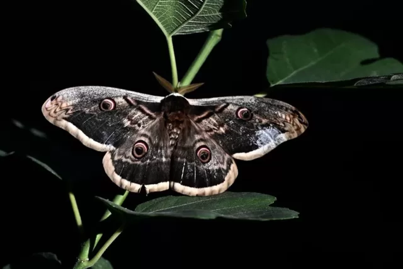 Tavus kelebeği Düzce’de ortaya çıktı, büyük kanatları dikkat çekti
