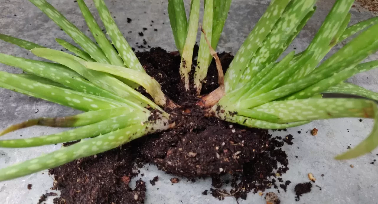 Aloe Vera Nasıl Çoğaltılır? Aloe Vera Çiçeği Çoğaltma Teknikleri ve Püf Noktaları