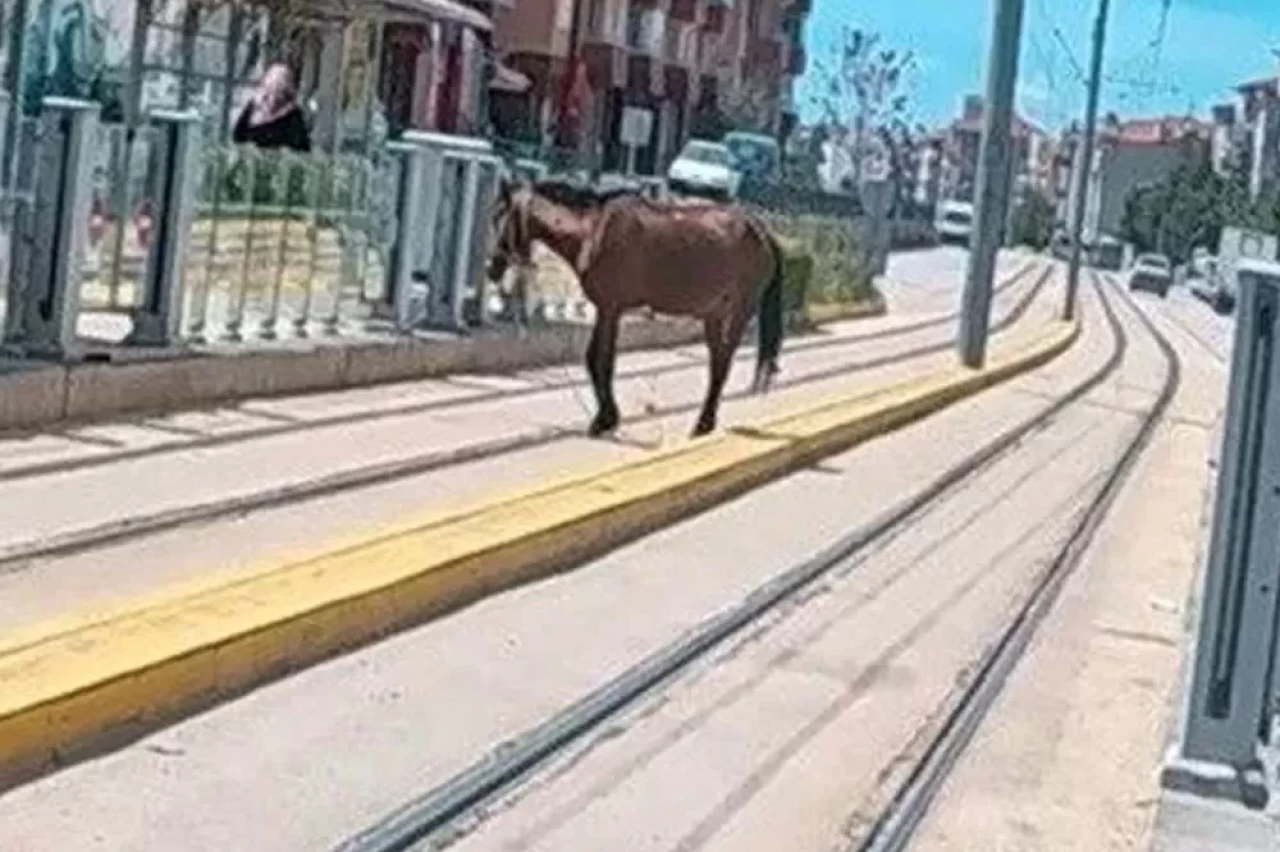 Eskişehir'de tramvay raylarında başıboş at görüldü