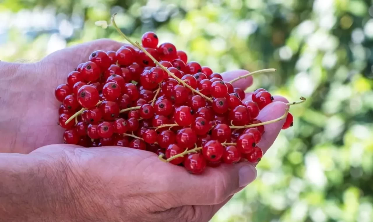 Frenk üzümünün faydaları neler? Vücudu baştan aşağı yeniliyor