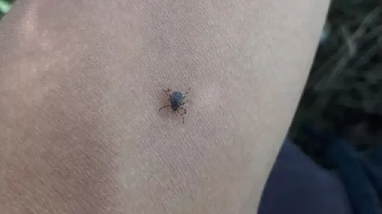 Kene tehdidi büyüyor! 1 kene 10 bin yumurta bırakıyor