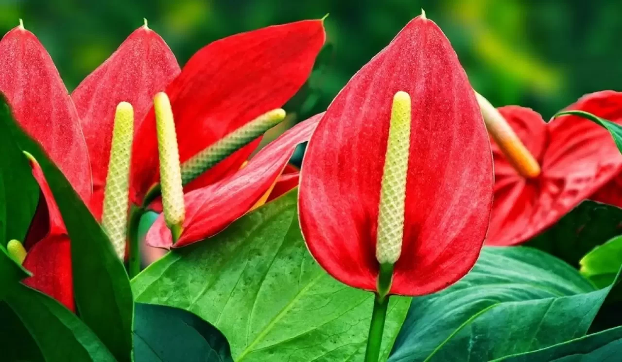 Antoryum Çiçeği Nasıl Bakılır? Evde Püf Teknikleriyle Antoryum Çiçeği Bakımı ve Sulama