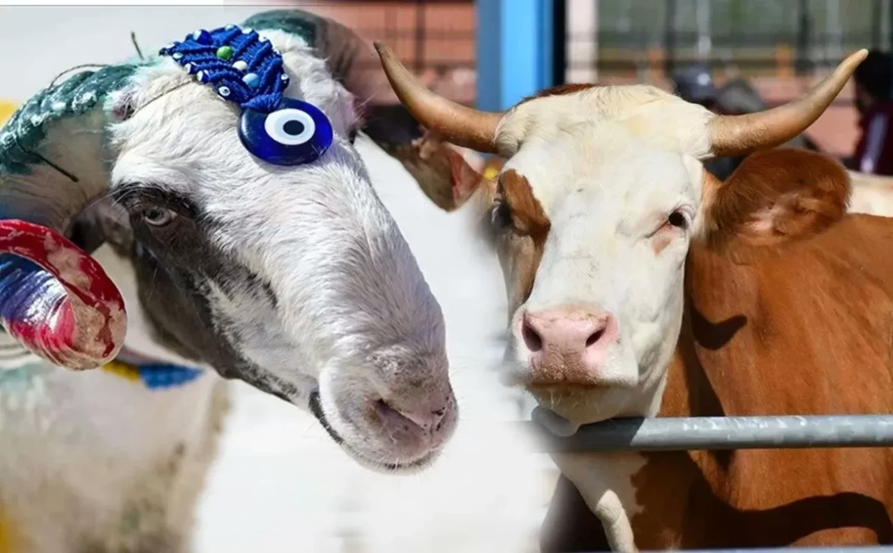 Kurban Bayramı'nda nelere dikkat edilmeli?