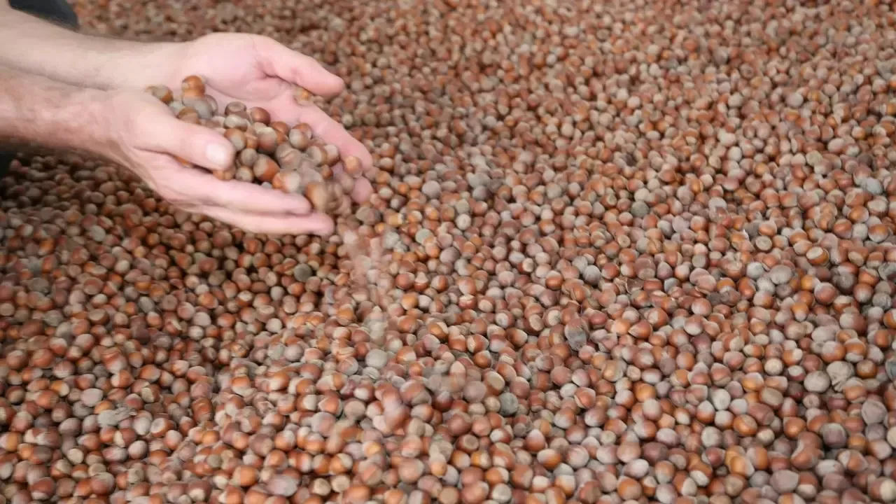 Rekabet Kurumu'ndan fındık alım sezonu öncesi sektöre uyarı