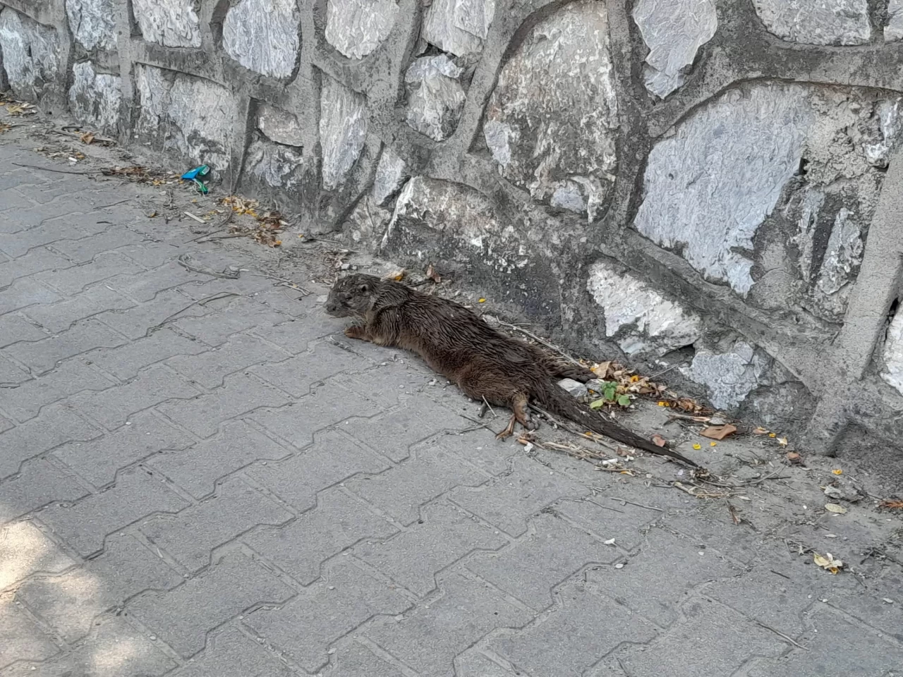 Çınarcık’ta bitkin halde bulunan su samuru koruma altına alındı