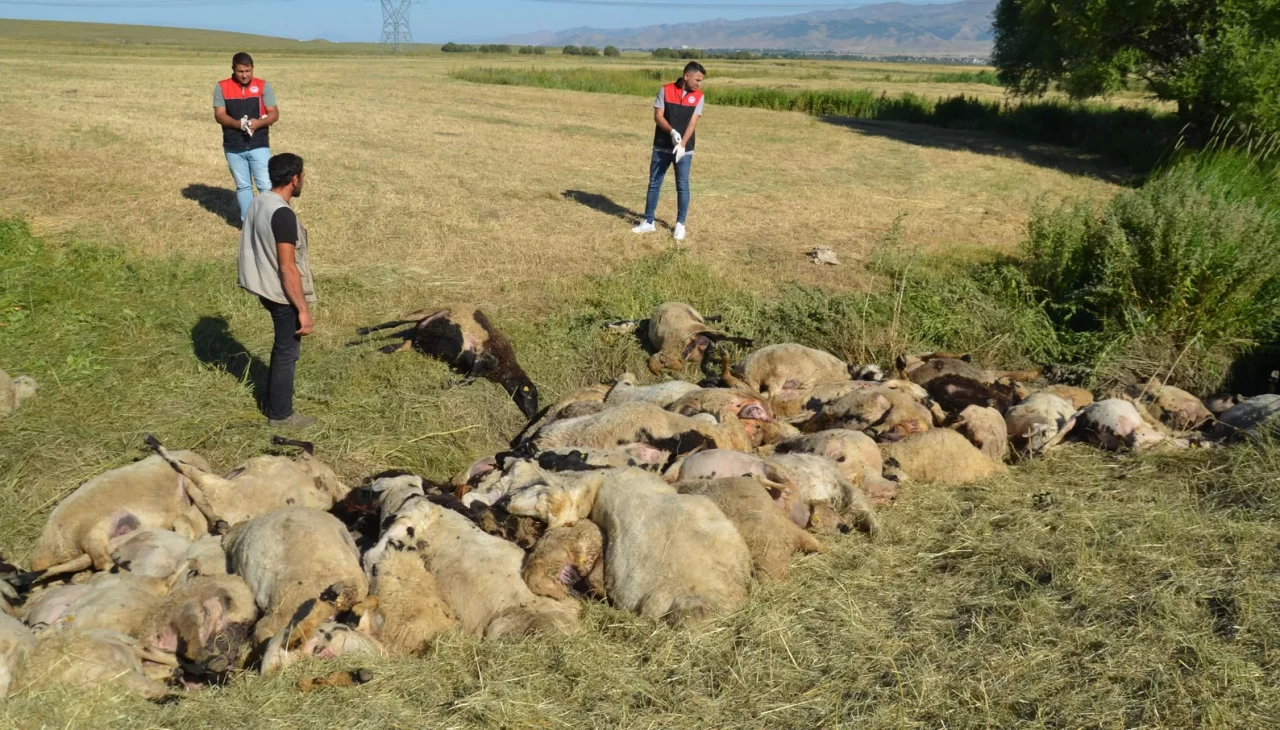 Muş'ta birbirini ezen yaklaşık 150 koyun telef oldu