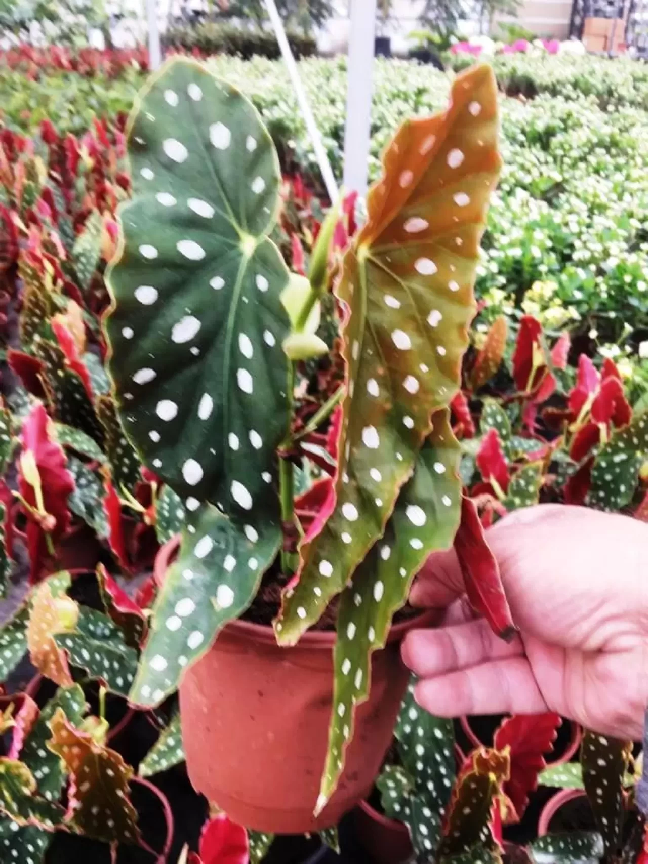 Melek Kanadı Çiçeği Nasıl Bakılır? Evde Püf Teknikleriyle Melek Kanadı Çiçeği Bakımı ve Sulama