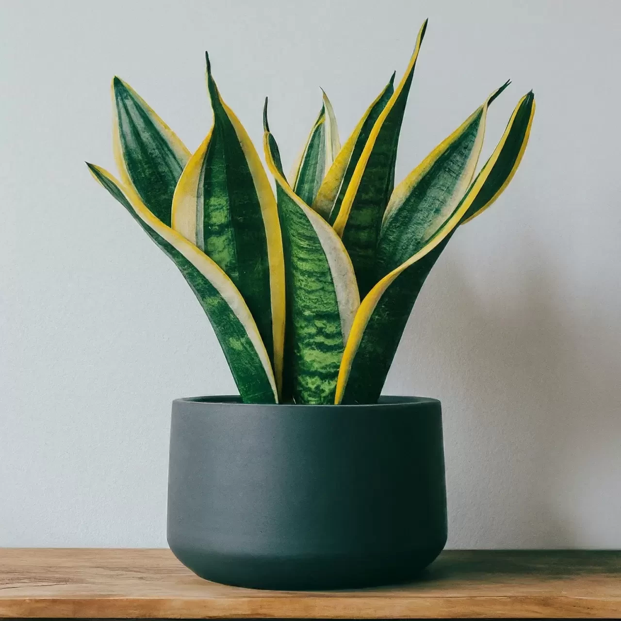 Paşa Kılıcı Nasıl Bakılır? Evde Püf Teknikleriyle Paşa Kılıcı Bakımı ve Sulama