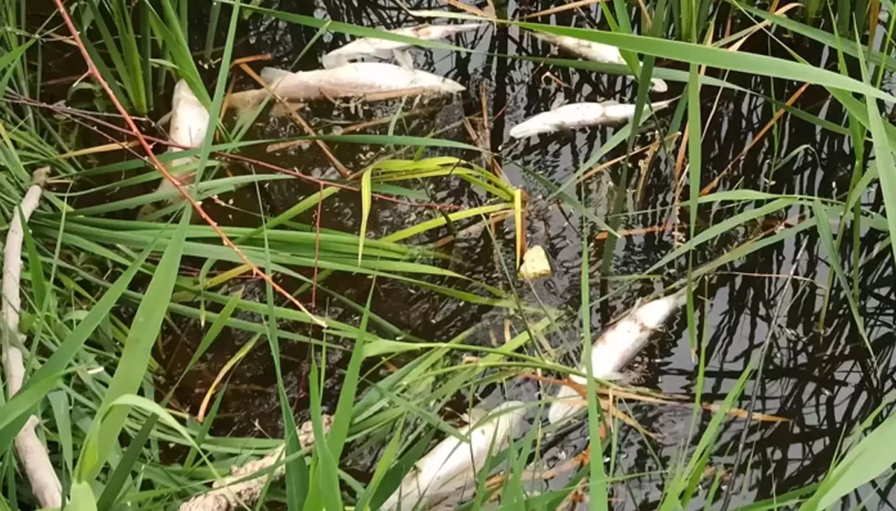 Kayseri'de sulama kanalında zehir mi akıyor? Toplu balık ölümleri araştırılıyor