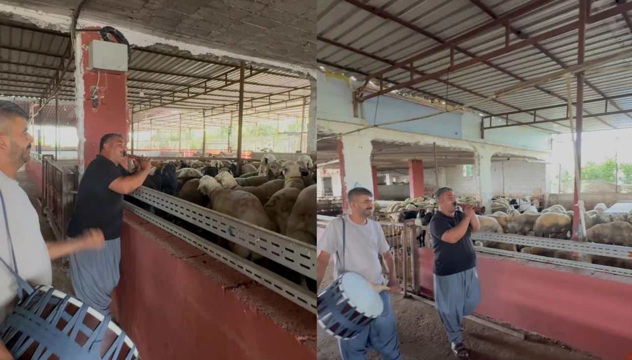 Kurbanlıklara davullu zurnalı konser