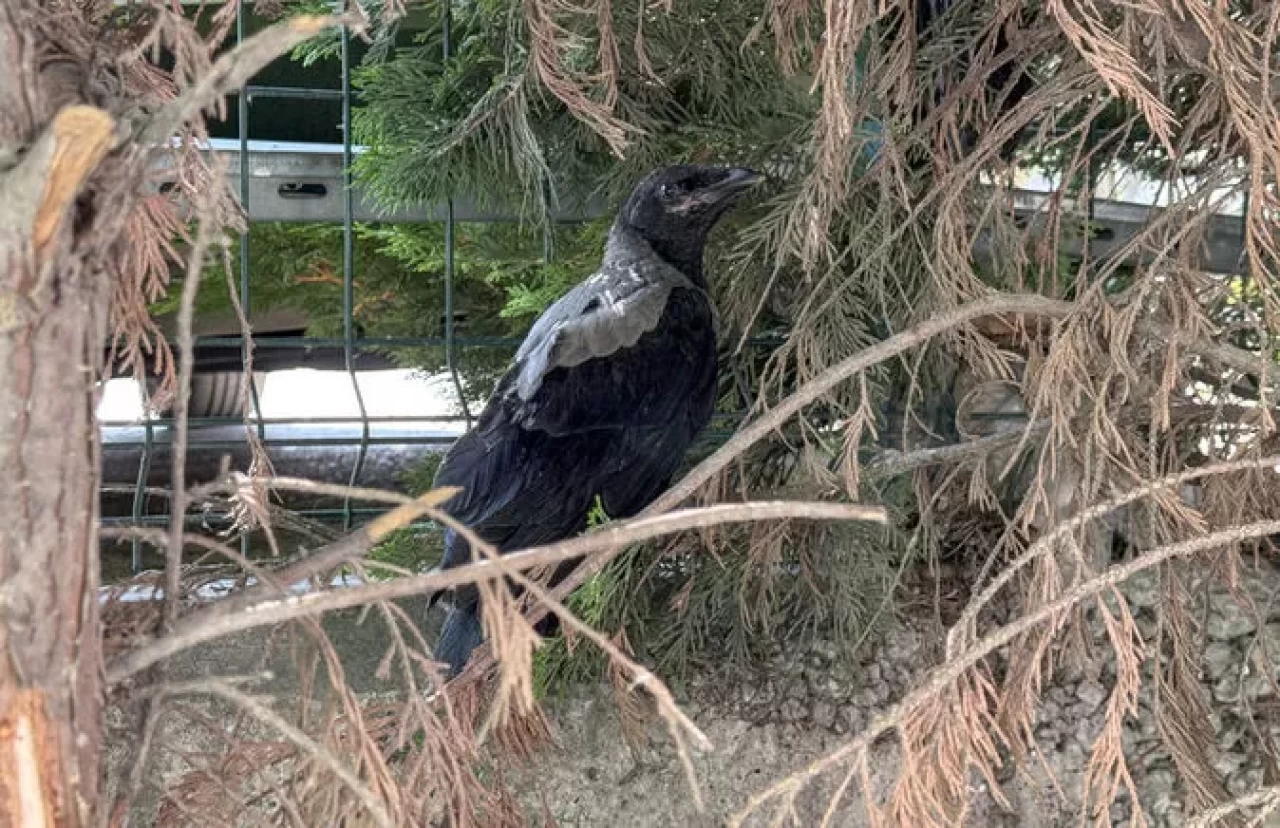 Bursa’da kargaların yönlendirmesiyle yaralı karga tedavi altına alındı
