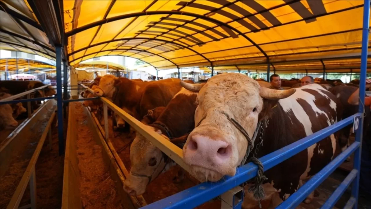 Kurbanla ilgili merak edilenler! 10 soru 10 cevap